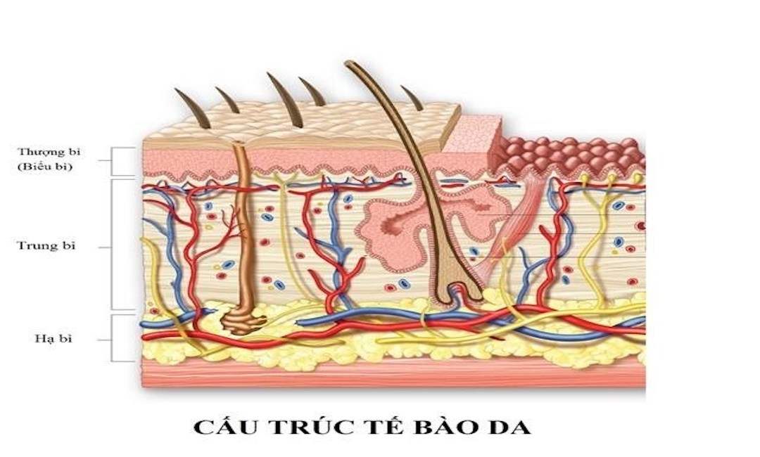 Các loại axit hóa học sẽ có thể đi sâu vào tầng trung bì của da